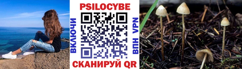 Купить где  Заводоуковск  Псилоцибиновые грибы Cubensis 